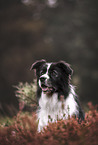 male Border Collie