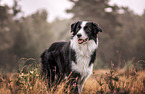 male Border Collie