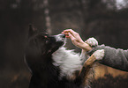 male Border Collie