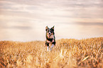 male Border Collie