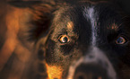 male Border Collie