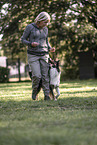 male Border Collie