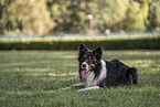 male Border Collie
