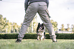 male Border Collie