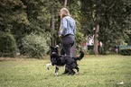 male Border Collie