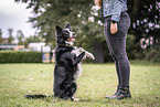 male Border Collie
