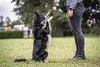 male Border Collie