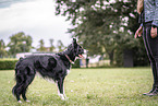 male Border Collie