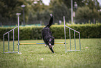 male Border Collie