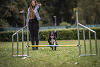 male Border Collie