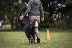 male Border Collie