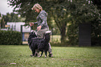 male Border Collie