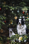 male Border Collie