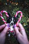 male Border Collie