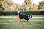 male Border Collie