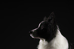 Border Collie Portrait
