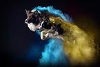 jumping Border Collies