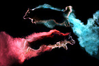 jumping Border Collies
