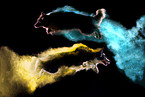 jumping Border Collies
