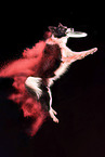 jumping Border Collie