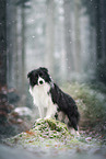 adult Border Collie