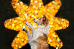 adult Border Collie