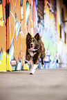 Border Collie