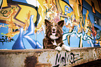 Border Collie