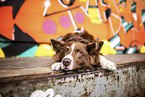 Border Collie