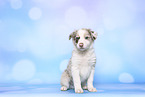 Border Collie Puppy