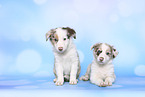 Border Collie Puppies