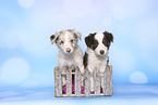 Border Collie Puppies