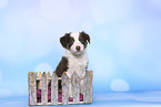 Border Collie Puppy