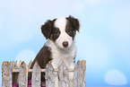 Border Collie Puppy