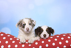 Border Collie Puppies