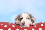 Border Collie Puppy