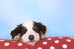 Border Collie Puppy