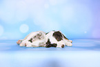 Border Collie Puppies