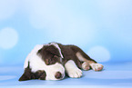 Border Collie Puppy