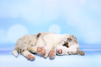 Border Collie Puppy