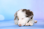Border Collie Puppy