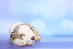 Border Collie Puppy