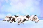 Border Collie Puppies