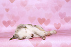 Border Collie Puppy