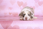 Border Collie Puppy