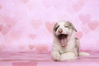 Border Collie Puppy