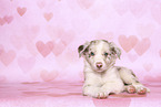 Border Collie Puppy