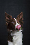 Border Collie Portrait
