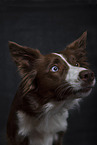 Border Collie Portrait