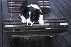 adult Border Collie